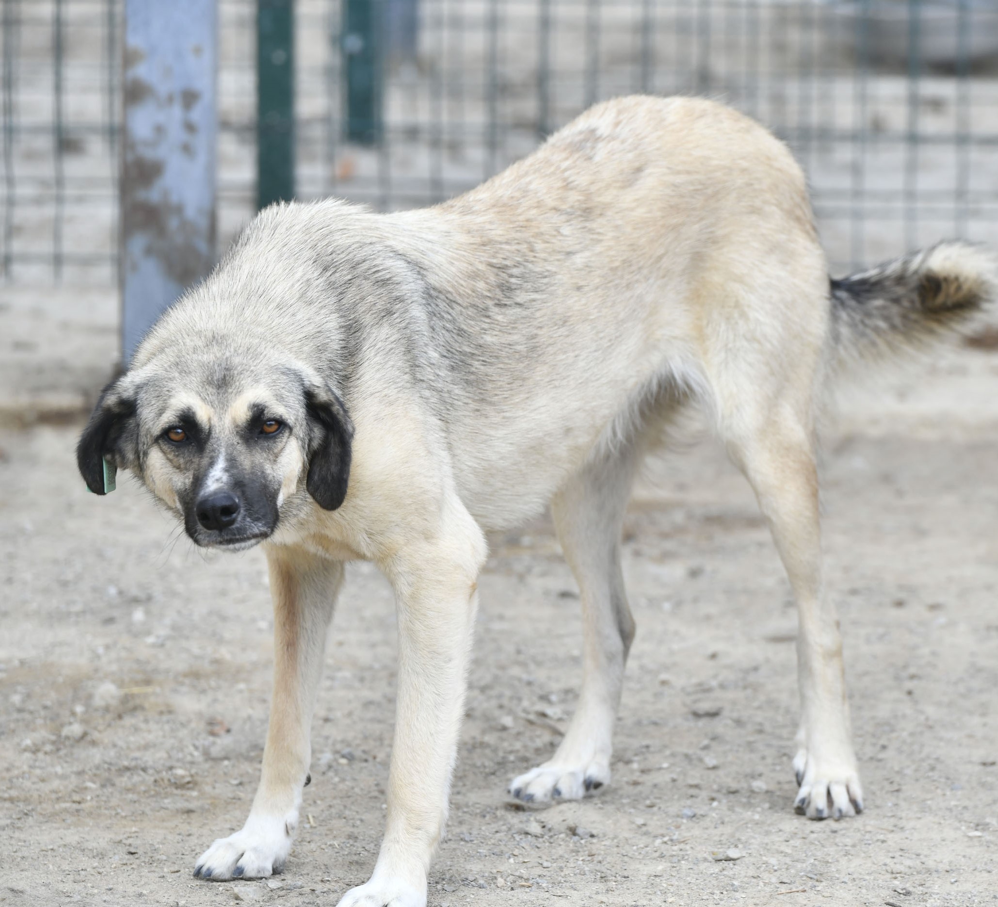 SAHİPSİZ CAN DOSTUMUZ :)