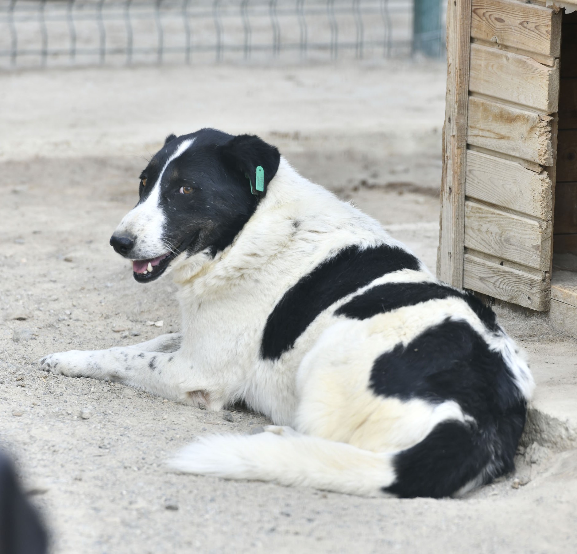 SAHİPSİZ CAN DOSTUMUZ :)